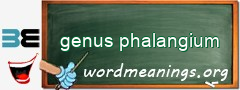 WordMeaning blackboard for genus phalangium